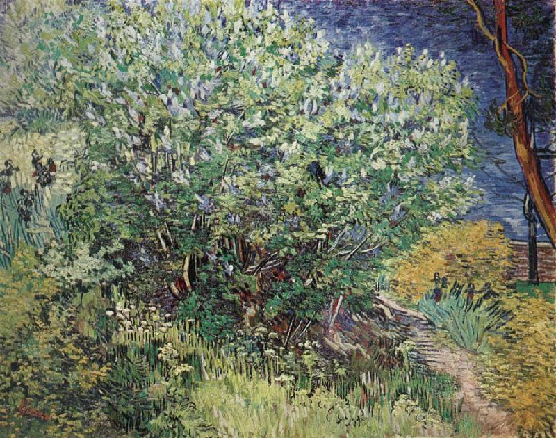 Vincent Van Gogh The Bush oil painting image
